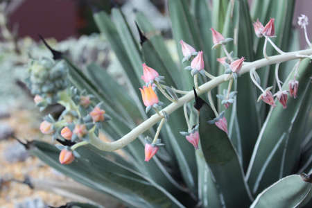Flowers of Echeveria Afterglowの写真素材