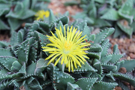 Beautiful yellow flowers of Faucaria Mixed Species Tigers Jaw Seedsの写真素材