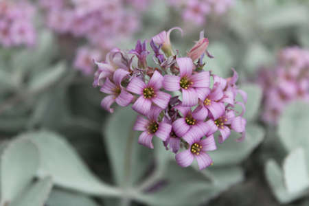 Beautiful purplish flowers of succulentの写真素材