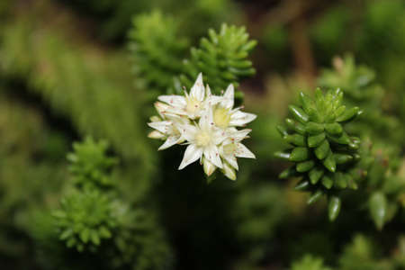 Beautiful white flowers of succulentの写真素材
