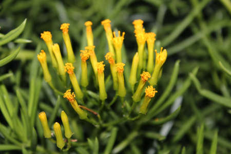 Yellow flowers of succulentの写真素材