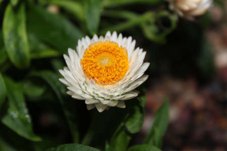 White flower with yellow centerの写真素材