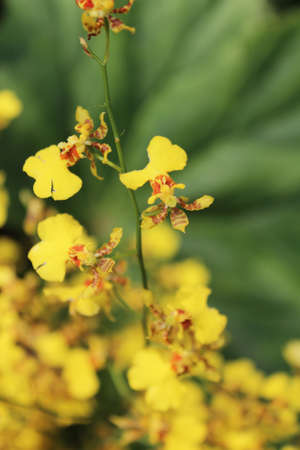 Beautiful dancing lady orchid blossom in the gardenの写真素材