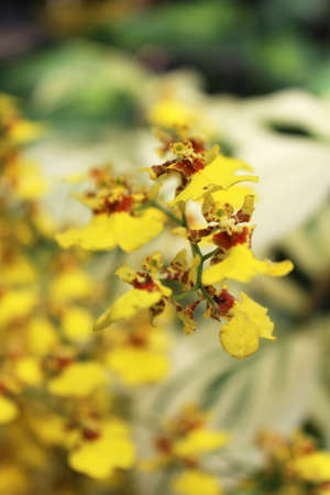 Beautiful dancing lady orchid blossom in the gardenの写真素材