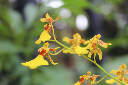 Beautiful dancing lady orchid blossom in the gardenの写真素材
