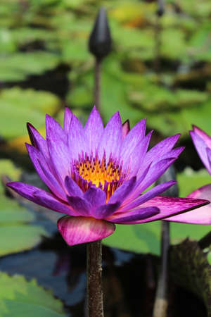 Focus on a beautiful blooming of purple water lilyの写真素材