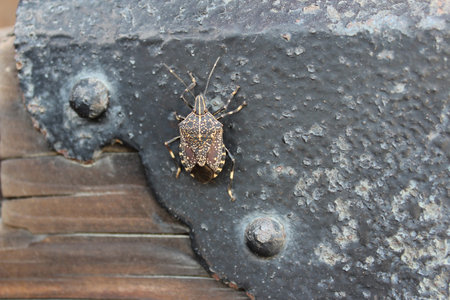 Brown stink bug in Kyoto, Japan