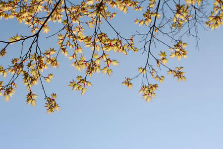 Beautiful Japanese Maple in Kyoto, Japanの写真素材