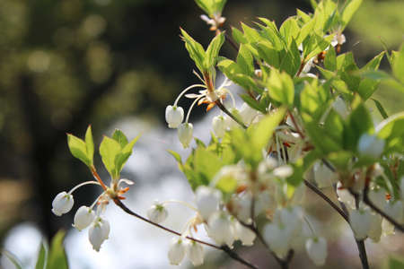 Lily of the Valley in Kyoto, Japanの写真素材