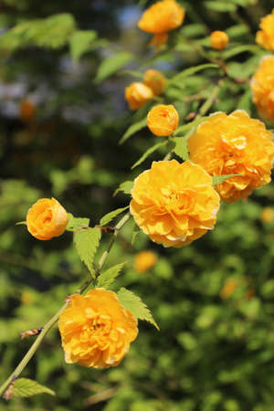 Focus on center of the yellow flowers in springtimeの写真素材