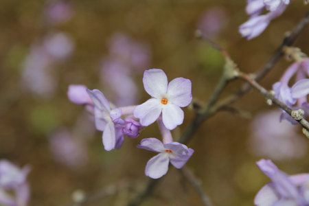 Focus on center of the small white purple flower in springtime