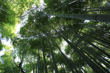 Arashiyama Bamboo Grove, Kyoto, Japan