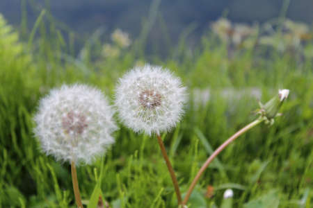 Dandelions among the green grassの写真素材