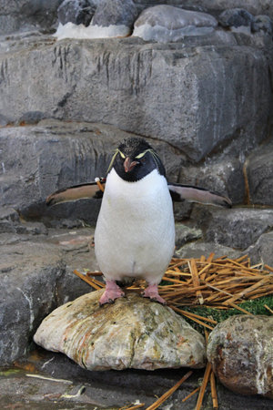 Southern rockhopper penguinの写真素材