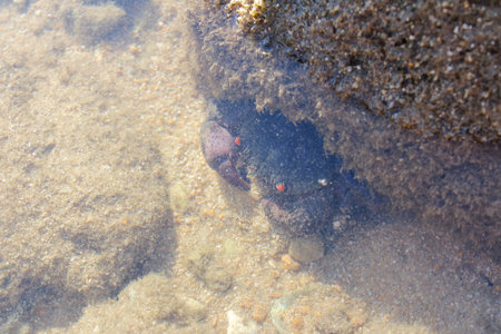 Red-Eyed Reef crabs hiding in the water at seaside, Tioman Island