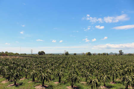 Plantation of dragon fruits in a sunny day, Mui Neの写真素材