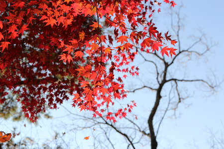 Beautiful red maples blazes brightly in sunny day before it falls for autumn, South Koreaの写真素材