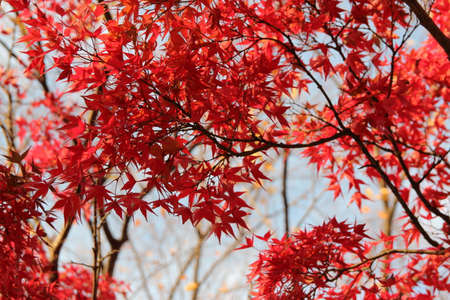 Beautiful red maples blazes brightly in sunny day before it falls for autumn, South Koreaの写真素材