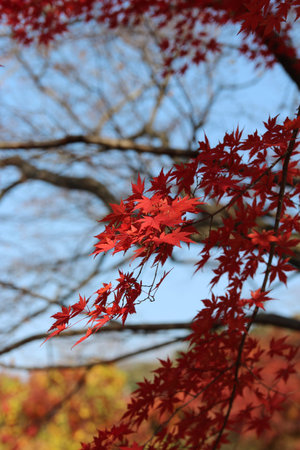 Beautiful red maples blazes brightly in sunny day before it falls for autumn, South Korea