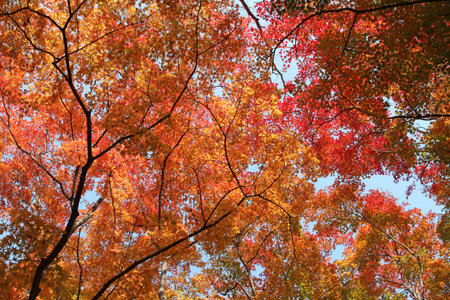 Beautiful mixed of green, yellow, orange and red maples blazes brightly in sunny day before it falls...