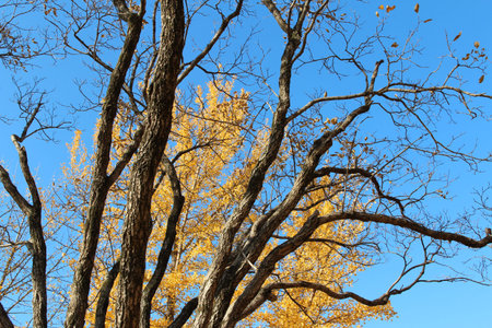 Tree branches with the yellow Ginkgo leaves as background against clear blue sky in autumn, South...