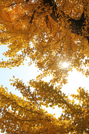 Ginkgo leaves against sunlight in autumn, South Korea