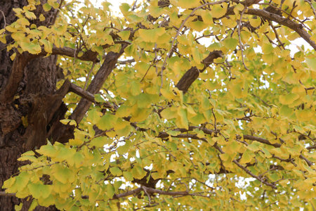Ginkgo leaves in cloudy day for autumn, South Koreaの写真素材