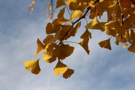 Ginkgo leaves against clear blue sky in autumn, South Koreaの写真素材