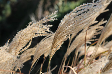 Focus on golden Pampas in autumn, South Korea