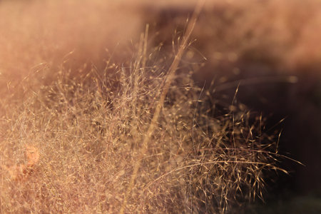 Close up of Pink Muhly Grass in autumn, South Korea