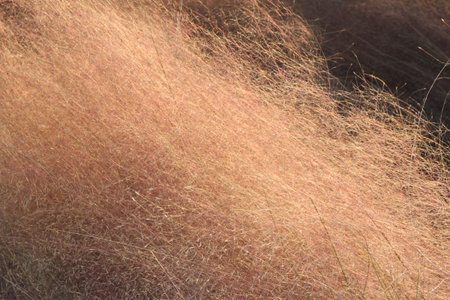 Close up of Pink Muhly Grass in autumn, South Korea