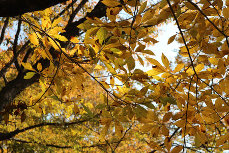 Colourful autumn leaves on blue sky, South Korea