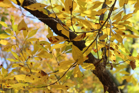 Colourful autumn leaves on blue sky, South Korea