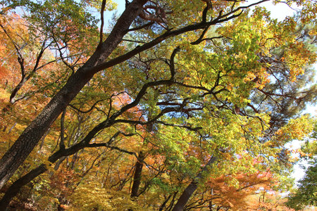 Autumn view of colourful leaves and tree branches in forest, South Korea