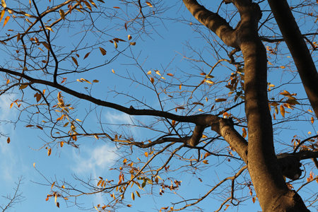 Colourful autumn leaves and artistic tree branches on blue sky, South Korea