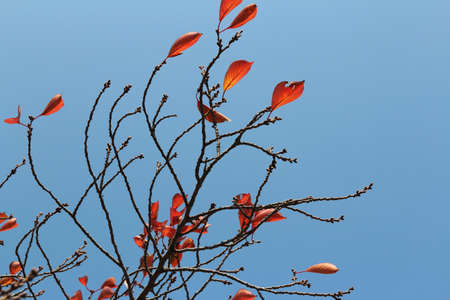 Autumn leaves on blue skyの写真素材