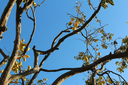 Ripe yellow Korean pears on the tree againt the blue sky in autumn, South Korea