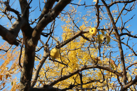 Ripe yellow Korean pears on the tree againt the blue sky in autumn, South Koreaの写真素材