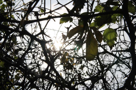 Korean tangerine with the artistic branches and thorns against the sunlight in autumn, South Koreaの写真素材