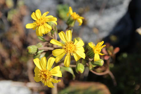 Blossom yellow daisy and buds in sunny day, South Koreaの写真素材