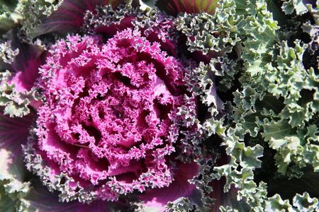 Closeup of blossom ornamental purple cabbage (Brassica aleracea) in autumn, South Korea