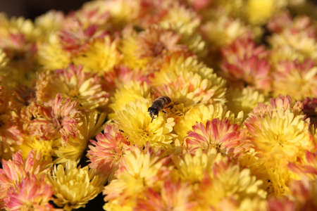 Bee on yellow daisy in sunny day, South Koreaの写真素材