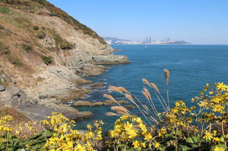 View of Igidae park coastline and Haeundae district with yellow flowers as foreground in sunny day, Busan, South Koreaの写真素材