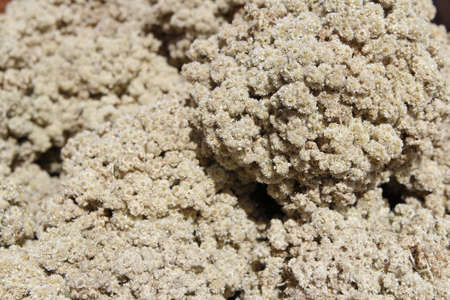 Close-up of Javanese Edelweiss (Anaphalis Javanica) at Mount Merapi, Indonesiaの写真素材