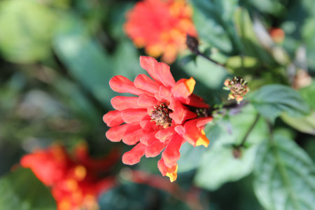 Focus on a red flower with the sunlight in the garden