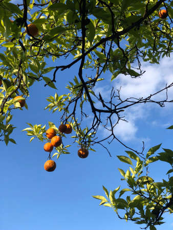 Ripe oranges hanging on a tree on a sunny day in Rome, Italyの写真素材