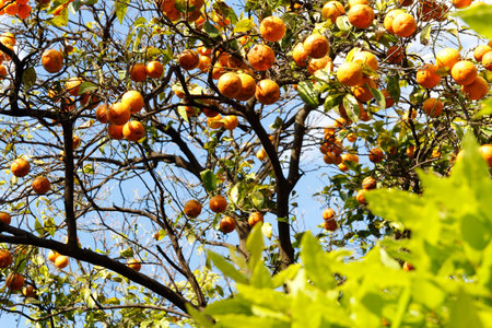 Ripe oranges hanging on a tree on a sunny day in Rome, Italy