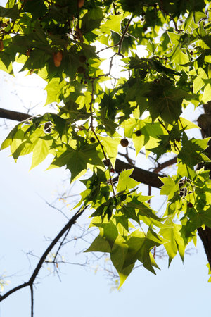Green maple leaves with the sunlight on a sunny day in spring, Barcelona, Spain