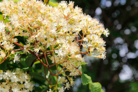 Beautiful blooming of white flowers on a sunny day in spring