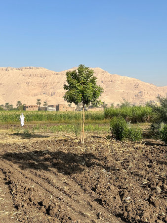 An Egyptian walking at the crop field in the morning, Luxor, Egypt